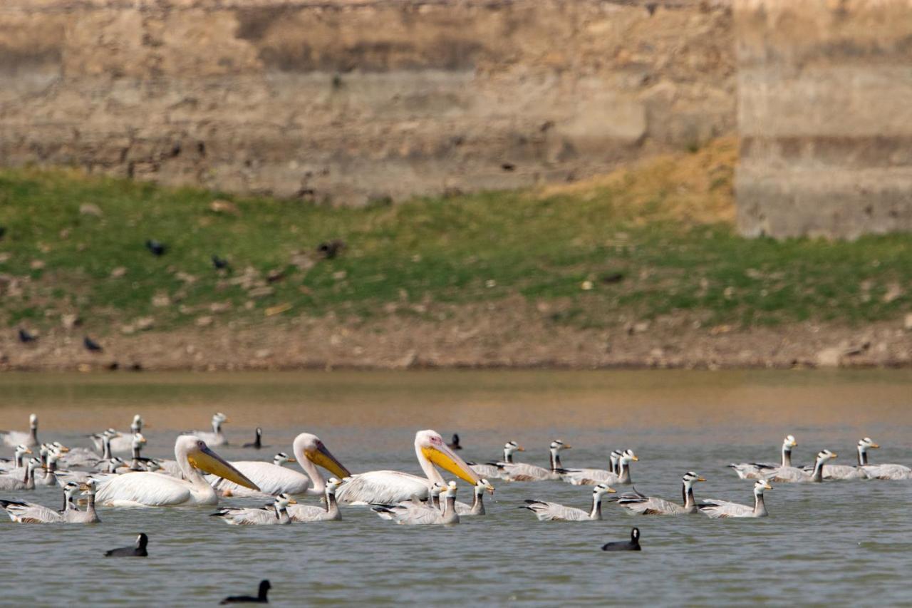 Raas Chhatrasagar, Nimaj, District Pali Екстер'єр фото