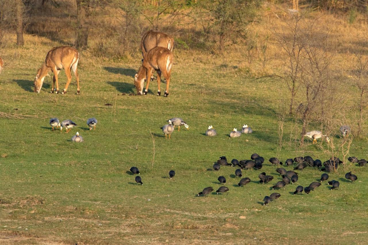 Raas Chhatrasagar, Nimaj, District Pali Екстер'єр фото