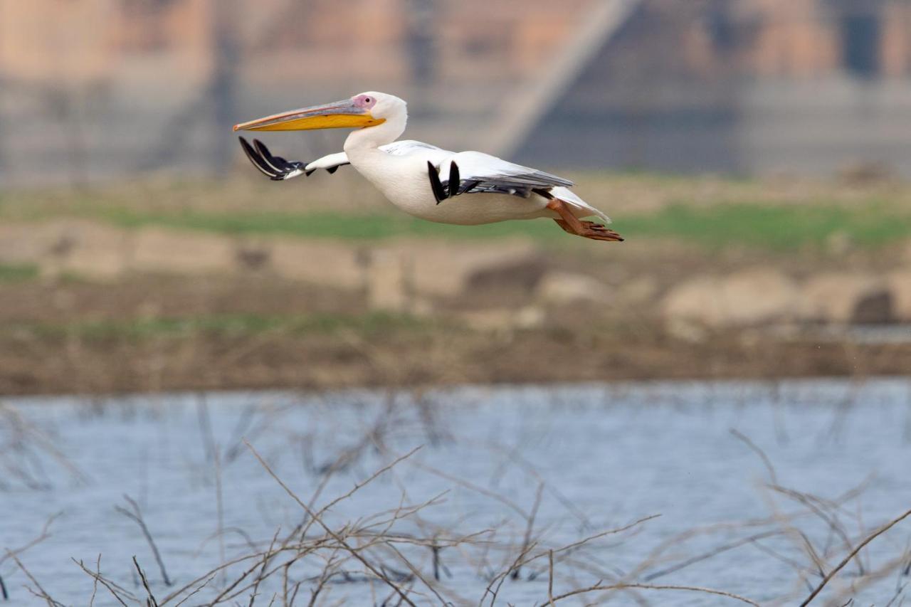Raas Chhatrasagar, Nimaj, District Pali Екстер'єр фото